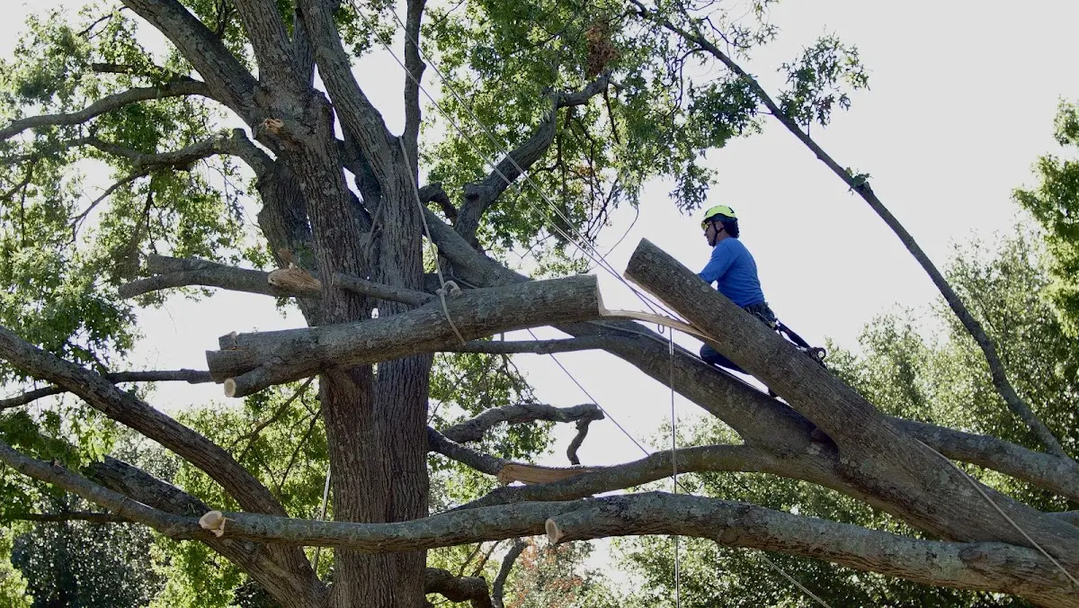 Professional Crown Thinning performed by certified arborists in Halsey